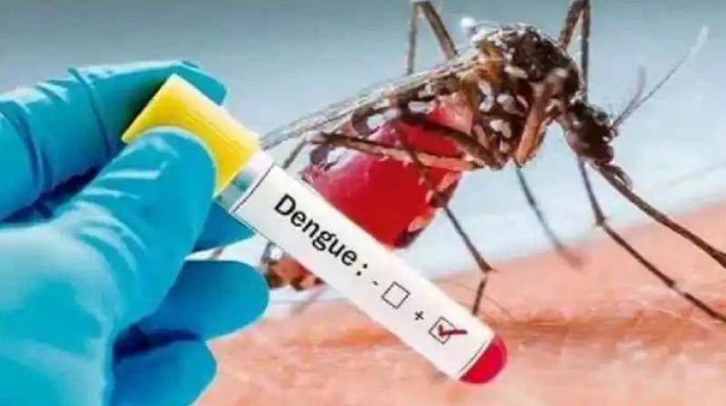 Dengue Fever Dengue Fever