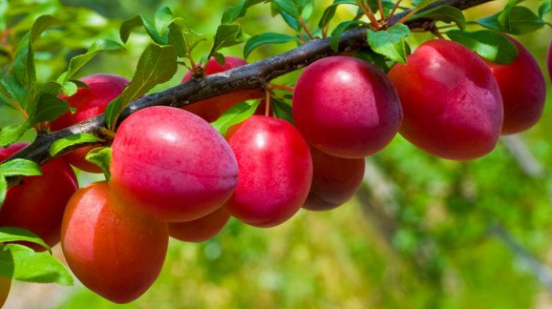 plum plum