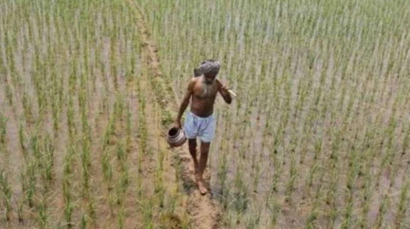 punjab farmer