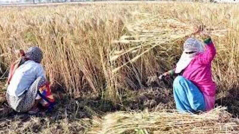 ਕੋਰੋਨਾ ਨੂੰ ਰੋਕਣ ਲਈ ਕਣਕ ਦੀ ਵਾਢੀ ਅਤੇ ਖ਼ਰੀਦ ਸਬੰਧੀ ਵਰਤੀਆਂ ਜਾਣ ਵਾਲੀਆਂ ਸਾਵਧਾਨੀਆਂ ਜਾਰੀ ਕੋਰੋਨਾ ਨੂੰ ਰੋਕਣ ਲਈ ਕਣਕ ਦੀ ਵਾਢੀ ਅਤੇ ਖ਼ਰੀਦ ਸਬੰਧੀ ਵਰਤੀਆਂ ਜਾਣ ਵਾਲੀਆਂ ਸਾਵਧਾਨੀਆਂ ਜਾਰੀ