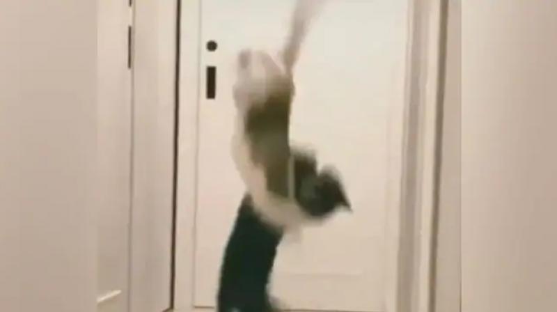 wwe fighting between two cats video viral wwe fighting between two cats video viral