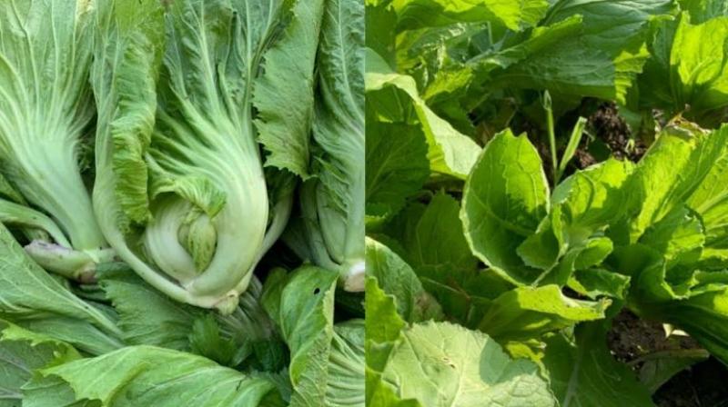How to grow torii and cabbage mustard Farming News in punjabi 