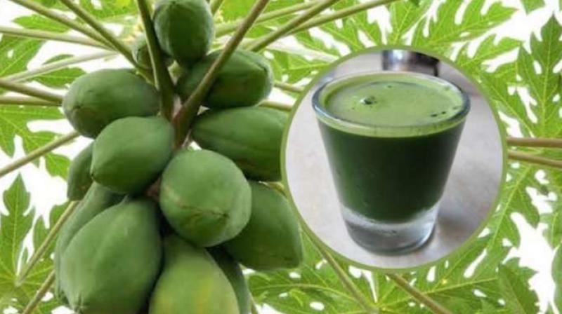 Papaya juice cures headache and constipation News in punjabi 