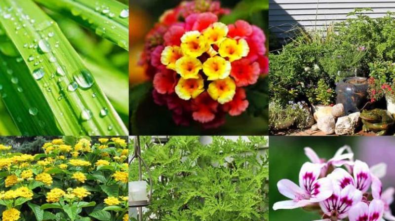Get rid of mosquitoes, plant these plants at home