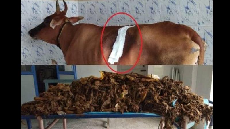 52 kg plastic from cows 52 kg plastic from cows