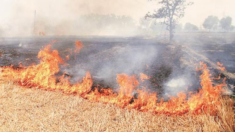 fire in field