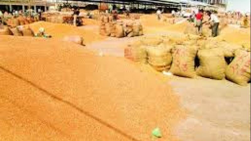 wheat wheat