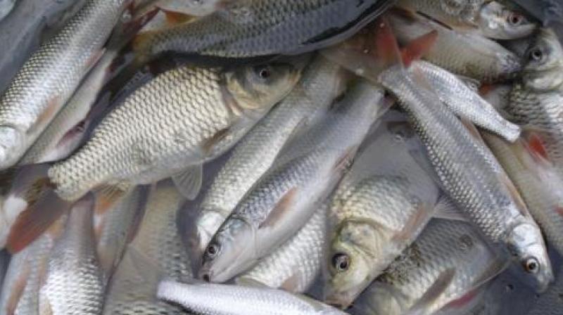 Fishery's business Fishery's business