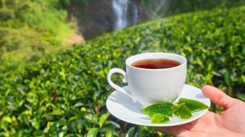 Tea industry is going through a serious financial crisis: ITA Tea industry is going through a serious financial crisis: ITA