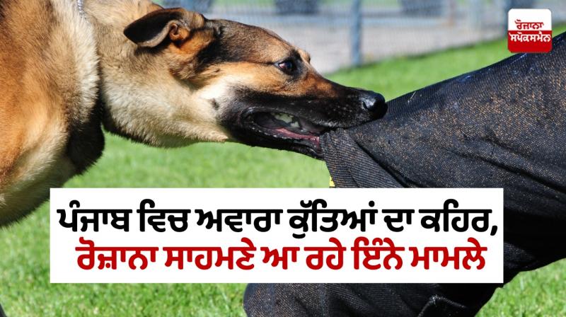 Dog Bite Cases in Punjab