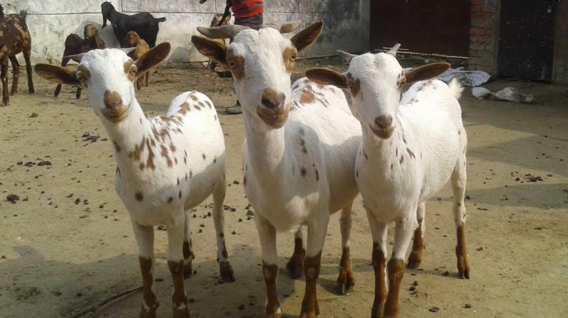 Goat and Fish Goat and Fish