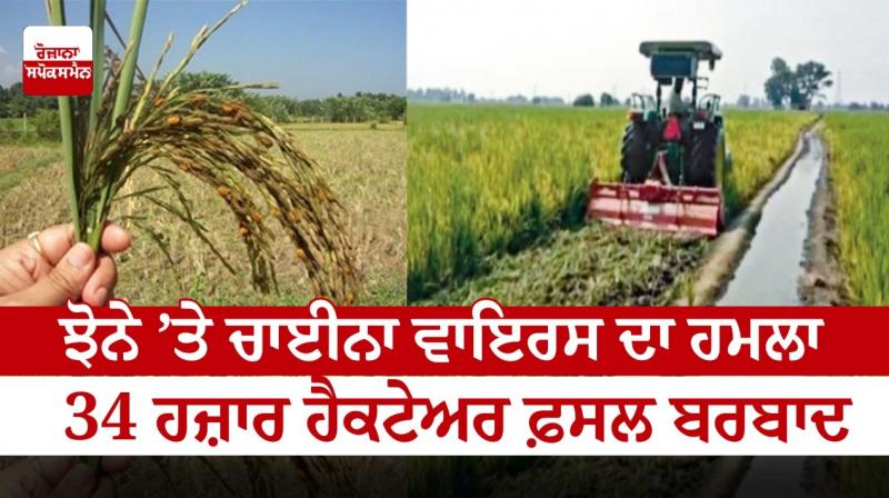34 thousand hectares of paddy crop destroyed by China virus 34 thousand hectares of paddy crop destroyed by China virus