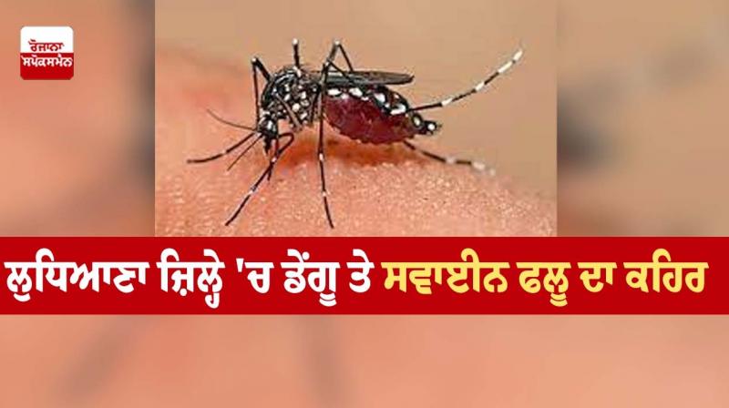Fury of dengue and swine flu in Ludhiana district Fury of dengue and swine flu in Ludhiana district