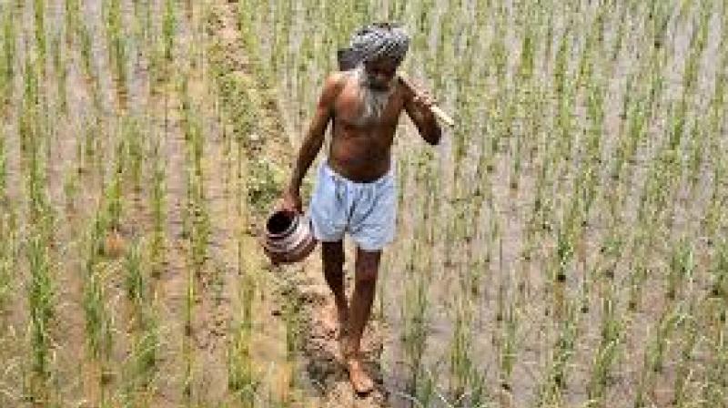 indian farmers