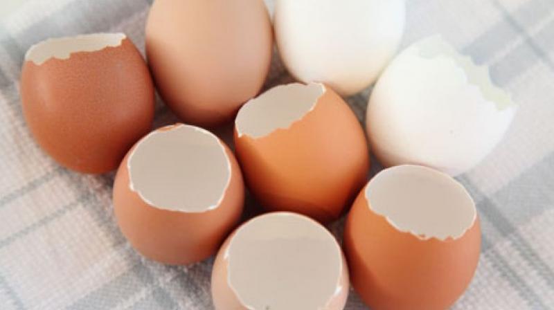 Eggshell Eggshell