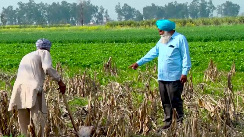 The lowest organic farmers in Punjab, the highest in Uttarakhand The lowest organic farmers in Punjab, the highest in Uttarakhand