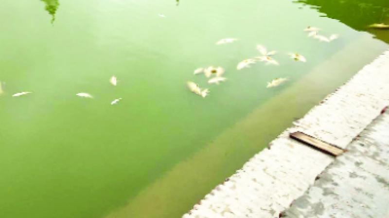 Thousands of fish died in the ancient temple Thousands of fish died in the ancient temple