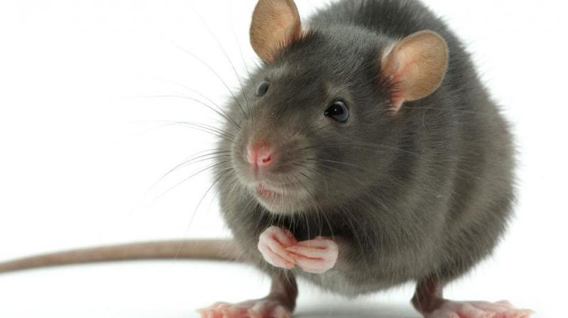Rat Rat