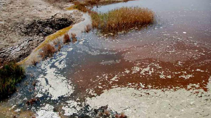 Due to availability of toxic chemicals in river Beas Due to availability of toxic chemicals in river Beas