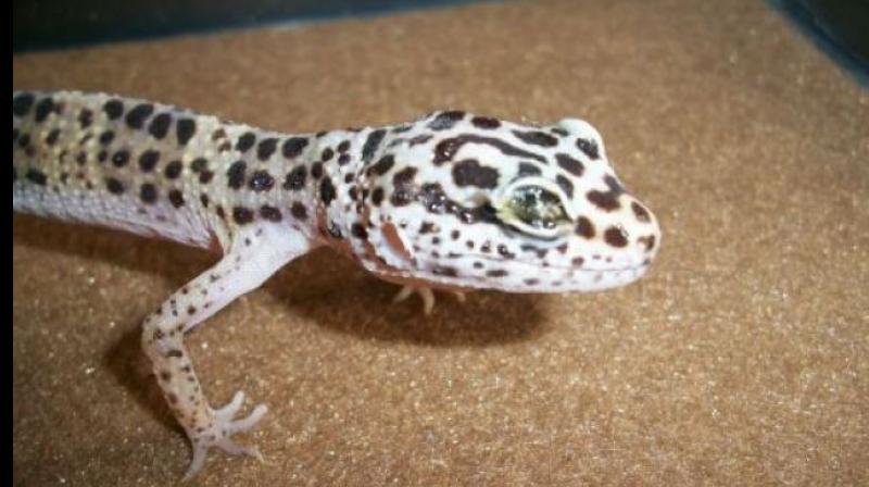 gecko lizard costly unique lizard