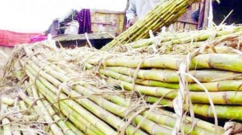 Sugarcane Sugarcane