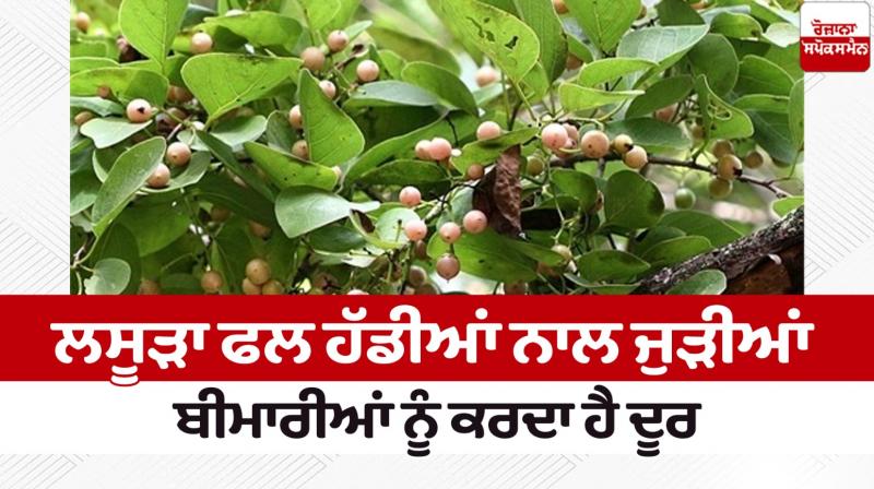 Lasuda fruit cures diseases related to bones News in punjabi Lasuda fruit cures diseases related to bones News in punjabi