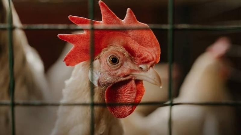 Bird flu Bird flu