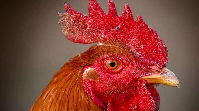 COCK FIGHT COCK FIGHT