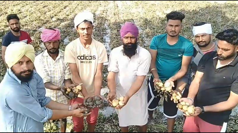 Five acres of potato crop ruined due to crack in Rajwaha Five acres of potato crop ruined due to crack in Rajwaha