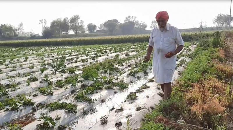 Kissan Nab Singh Kissan Nab Singh