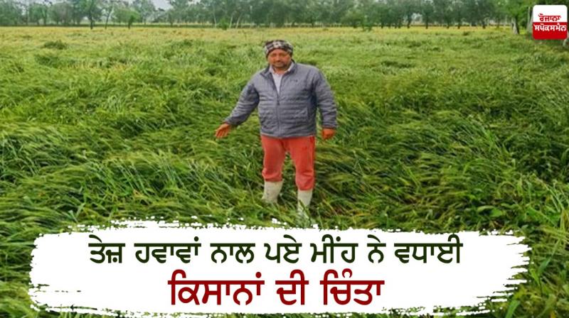 Wheat crop damaged by strong winds and rains