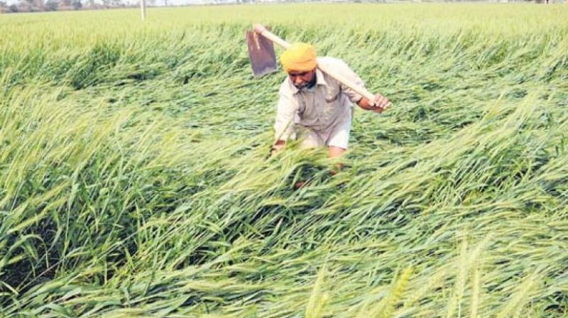wheat crop wheat crop