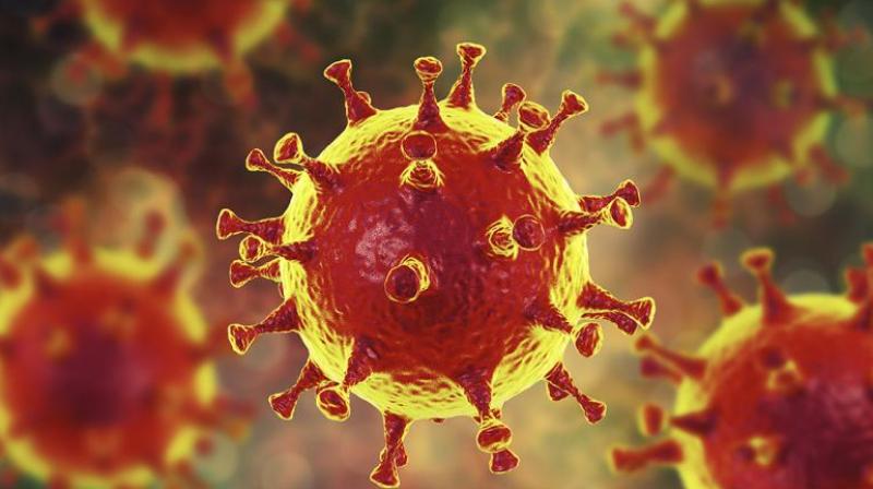 corona virus corona virus