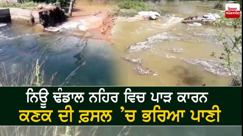 Waterlogged wheat crop due to breach in New Dhandal canal Waterlogged wheat crop due to breach in New Dhandal canal