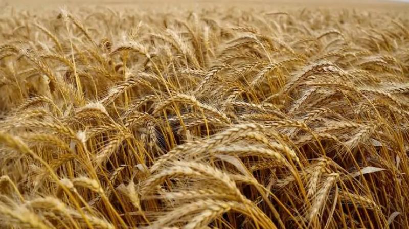 wheat wheat