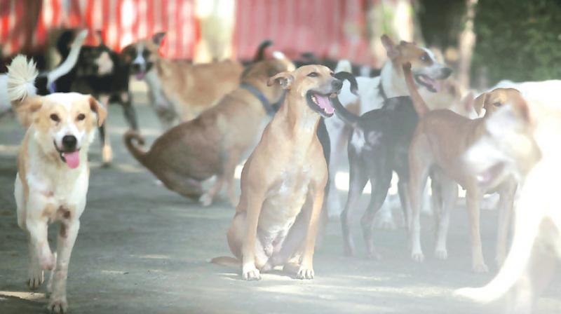 dogs dogs