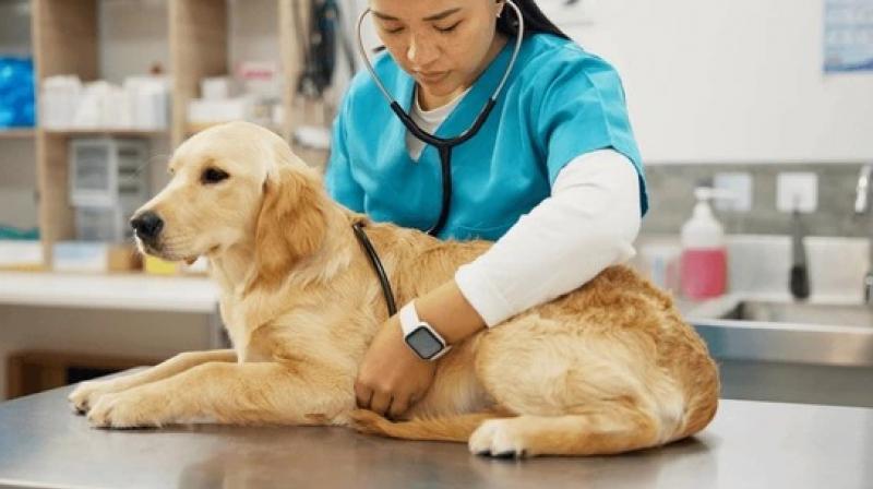 70 to 80% of dogs suffer from skin allergies 70 to 80% of dogs suffer from skin allergies