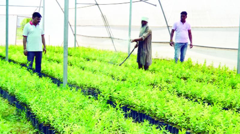 Sandalwood planted by farmer Kamaljit Singh Randhawa