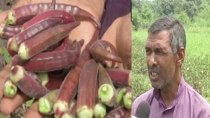 Bhopal farmer grows Red ladyfinger priced 800 a kg Bhopal farmer grows Red ladyfinger priced 800 a kg