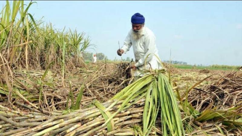 Sugarcane Farmers 