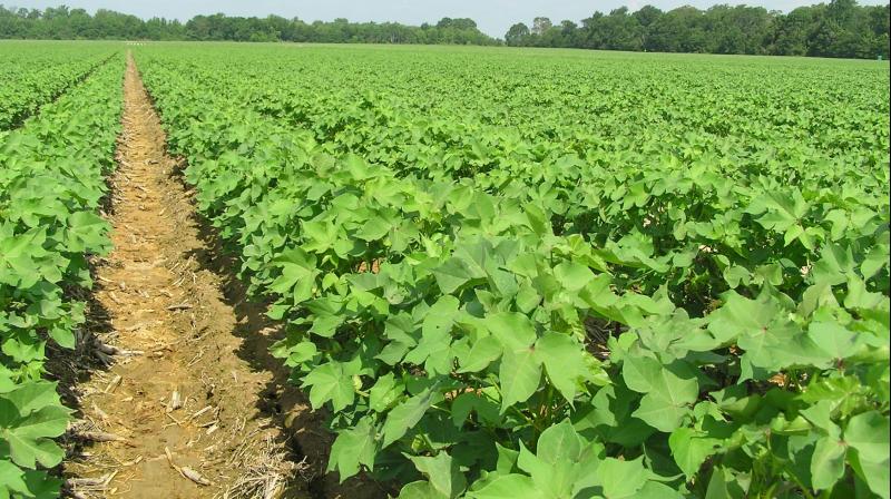 Cotton Farming Cotton Farming