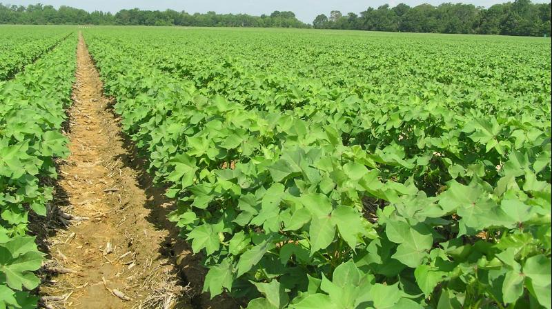 Cotton Farming