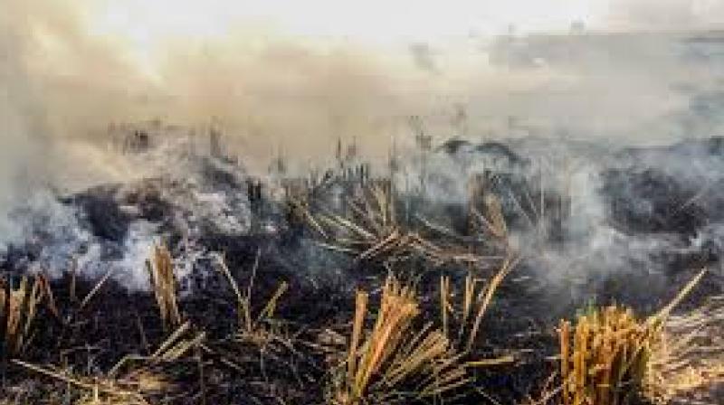Effective and Earned Miracle Solution for Straw Burning Effective and Earned Miracle Solution for Straw Burning