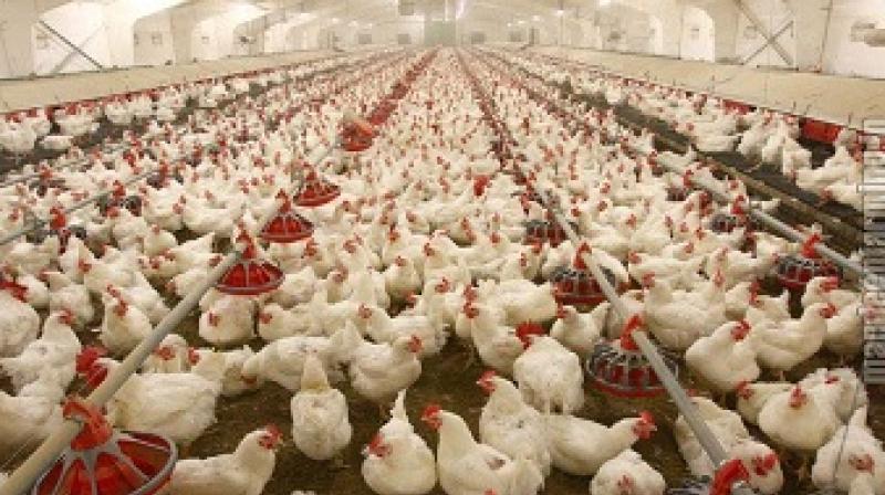 Poultry farms will have cleanliness