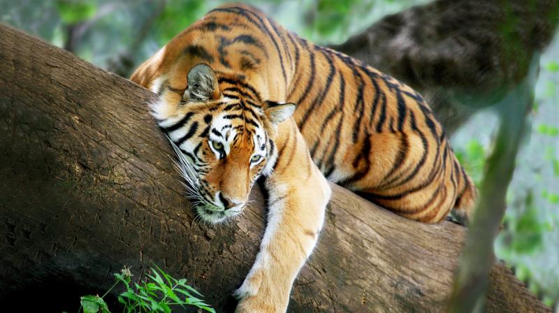 Bengal Tiger Bengal Tiger