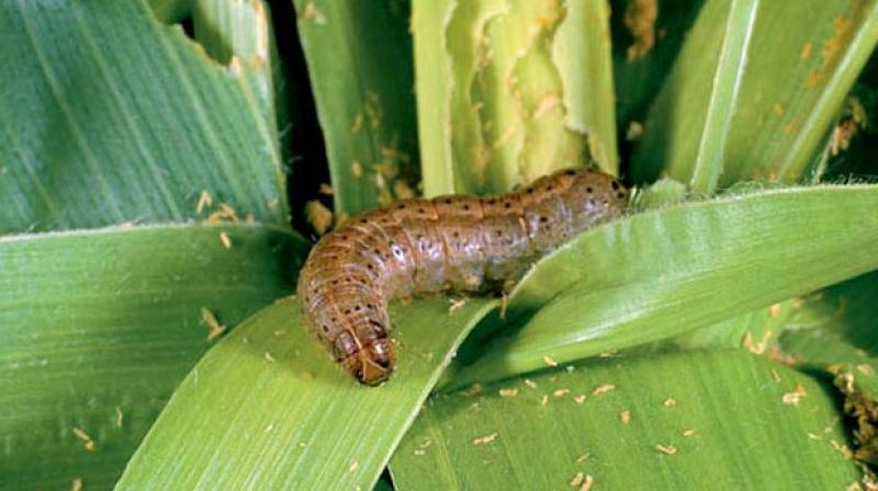Fall armyworm Fall armyworm