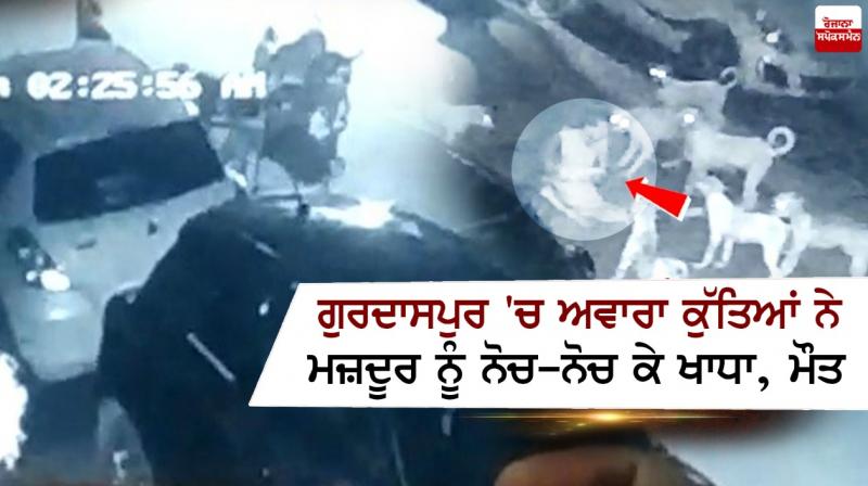 In Gurdaspur, a laborer was bitten to death by stray dogs In Gurdaspur, a laborer was bitten to death by stray dogs