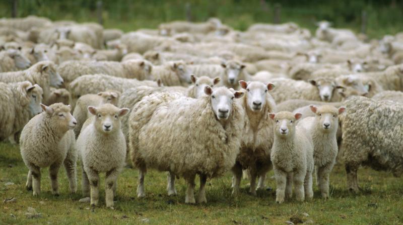 Sheep milk Sheep milk