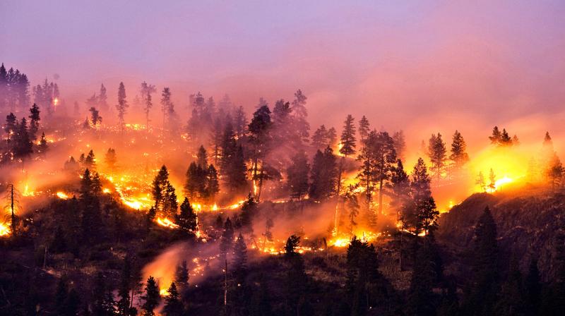 New Zealand forest fire