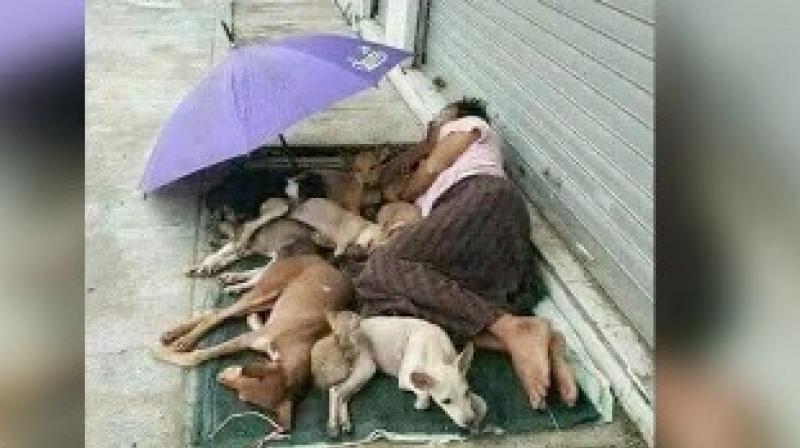 homeless man giving support to stray dogs